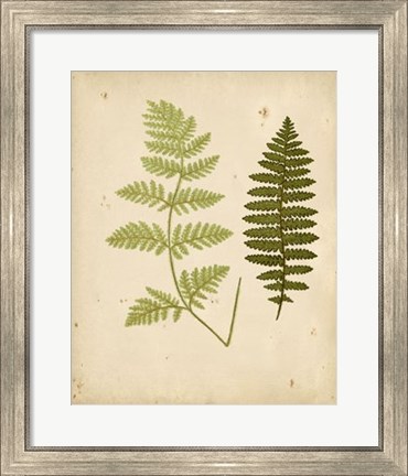 Framed Cottage Ferns III Print