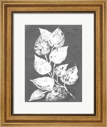 Framed Frosty Philodendron II Print