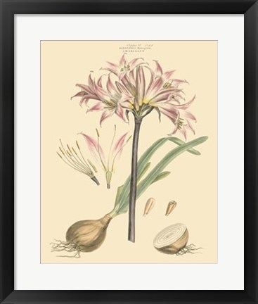 Framed Blushing Pink Florals II Print