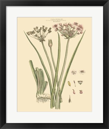 Framed Blushing Pink Florals VIII Print