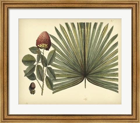 Framed Antique Brazilian Palm Print