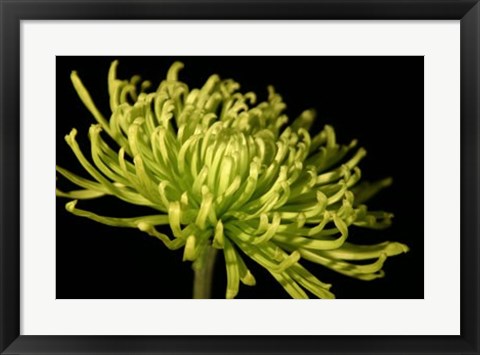 Framed Fuji Mum III Print