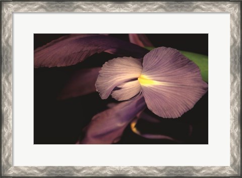Framed Sweet Iris II Print