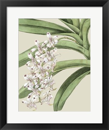 Framed Orchid Blooms I Print