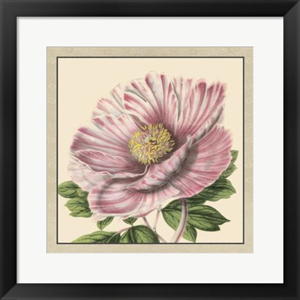 Framed Peony Collection II Print
