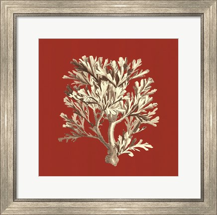 Framed Coral on Red IV Print