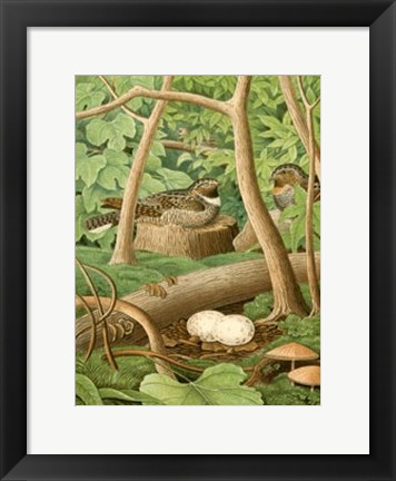 Framed Whippoorwill Print