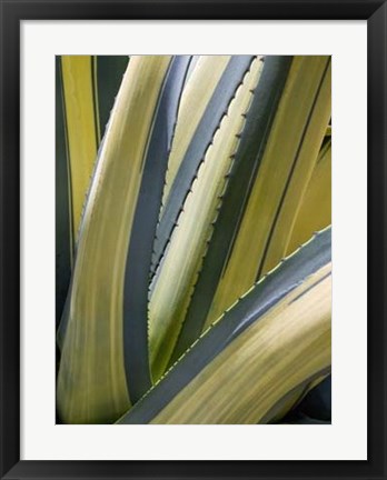 Framed Variegated Agave II Print