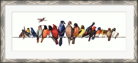Framed Large Bird Menagerie Print