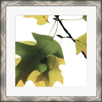 Framed Inflorescent Leaves III Print