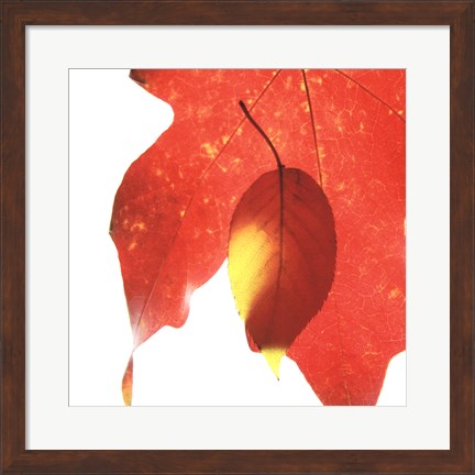 Framed Inflorescent Leaves IV Print