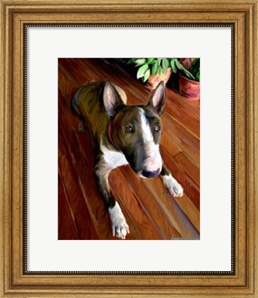 Framed Bull Terrier Down Print