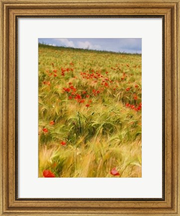 Framed Poppies in Field I Print