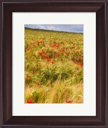 Framed Poppies in Field I Print