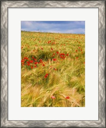 Framed Poppies in Field II Print