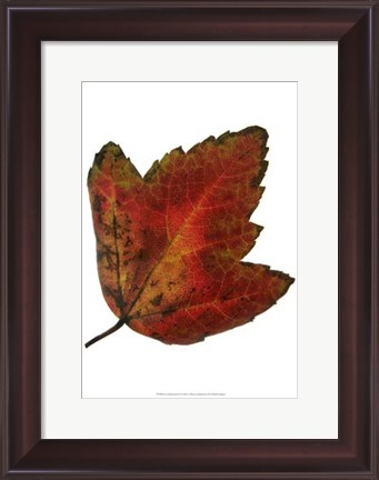 Framed Leaf Inflorescence I Print