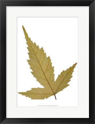 Framed Leaf Inflorescence IV Print