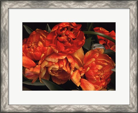 Framed Old World Tulips I Print