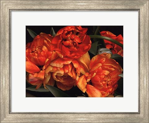 Framed Old World Tulips I Print