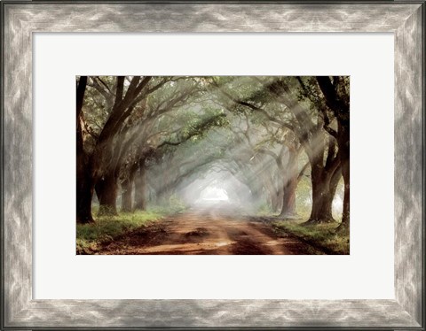 Framed Evergreen Plantation A Print