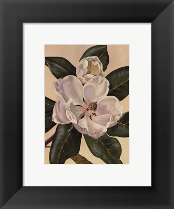 Framed Afternoon Magnolia Print