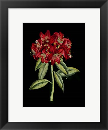 Framed Crimson Flowers on Black (A) II Print