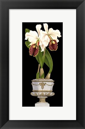 Framed Small Orchids in Silver (IP) I Print