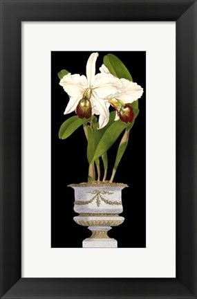 Framed Small Orchids in Silver (IP) II Print