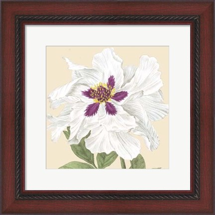 Framed Small Peony Collection IV (P) Print