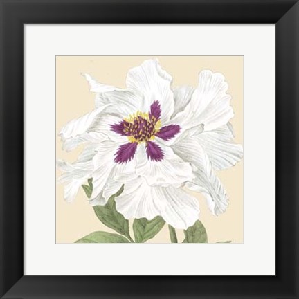 Framed Small Peony Collection IV (P) Print