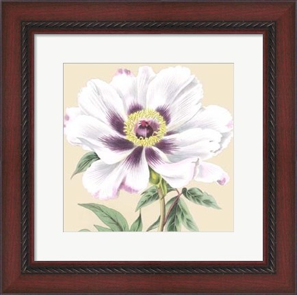 Framed Small Peony Collection VI (P) Print