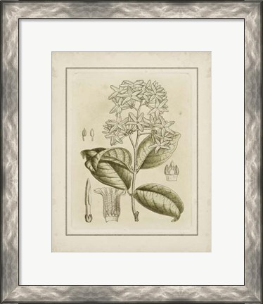Framed Small Tinted Botanical III (P) Print