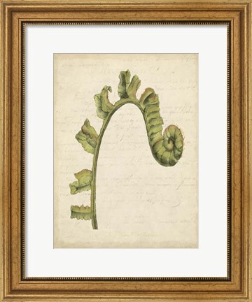 Framed Small Fiddlehead Ferns III (U) Print