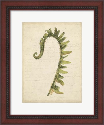 Framed Small Fiddlehead Ferns IV (U) Print