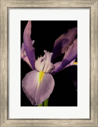 Framed Small Sweet Iris I (U) Print