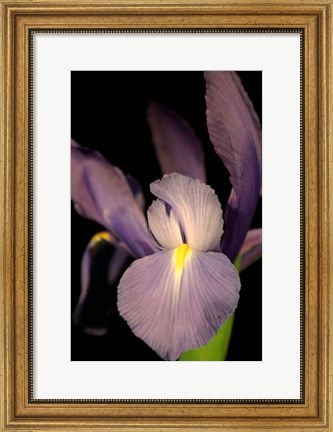 Framed Small Sweet Iris II (U) Print
