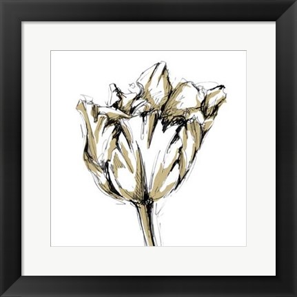 Framed Small Tulip Sketch I Print