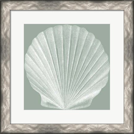 Framed Seabreeze Shells II (P) Print