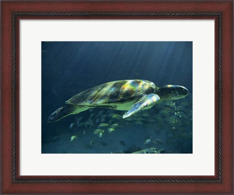 Framed Aegean Sea Turtles I Print