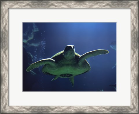 Framed Aegean Sea Turtles II Print