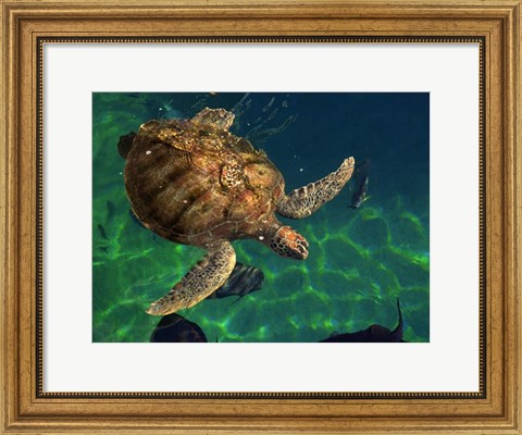 Framed Aegean Sea Turtles III Print
