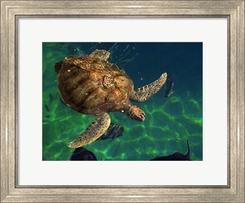 Framed Aegean Sea Turtles III Print