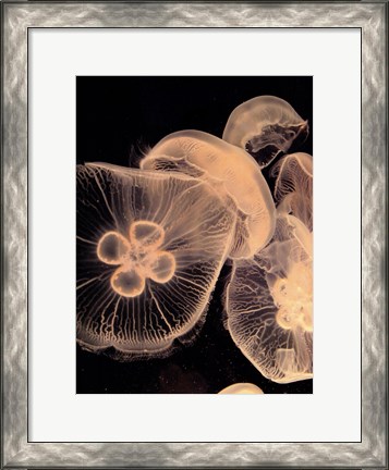 Framed Graphic Jellyfish I Print