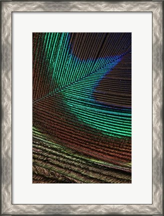 Framed Peacock Feathers I Print