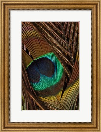 Framed Peacock Feathers II Print