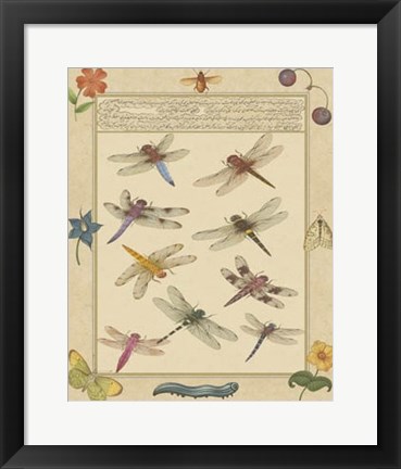 Framed Dragonfly Manuscript III Print