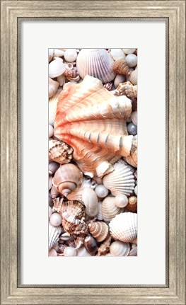 Framed Shell Menagerie I Print