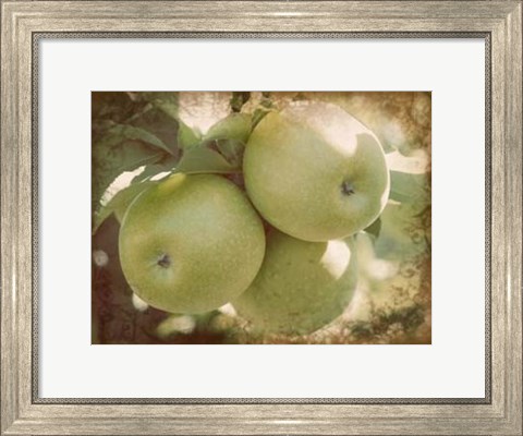 Framed Vintage Apples III Print