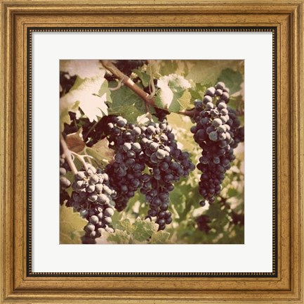 Framed Vintage Grape Vines I Print