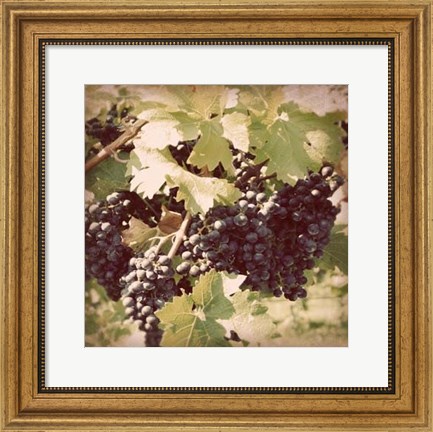 Framed Vintage Grape Vines II Print